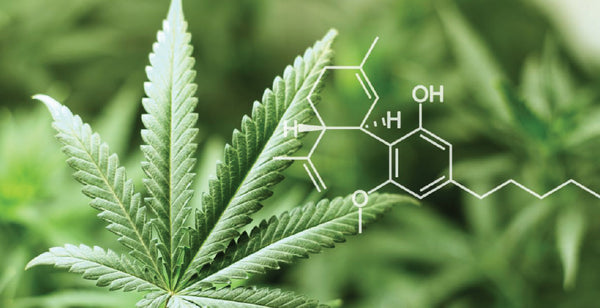 CBIS-Medical Cannabis Oil 50ml CBD